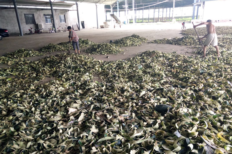 焦作孟州冬瓜皮烘干現場